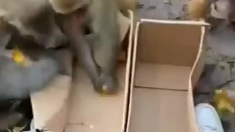 Monkey in front of mirror - see what happened