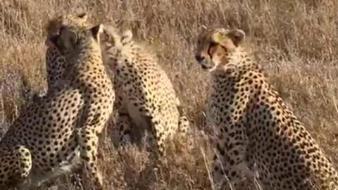 Cheetah Family in Action: Catching Prey and Playing Together