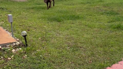 Betsy and the tennis ball