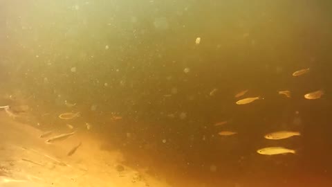 fish swimming under polluted water