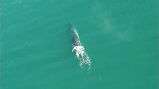 Wild Whale Sprays Water