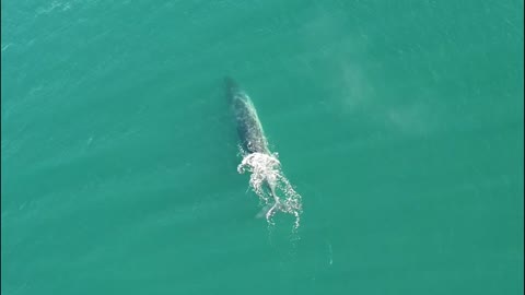 Wild Whale Sprays Water