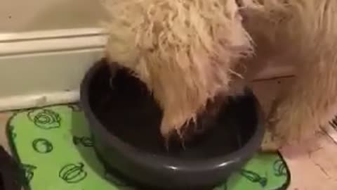 Adorable Goldendoodle Blows Bubbles