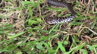 Danger Noodle Battles Cat