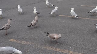 Feeding the Seagulls.....