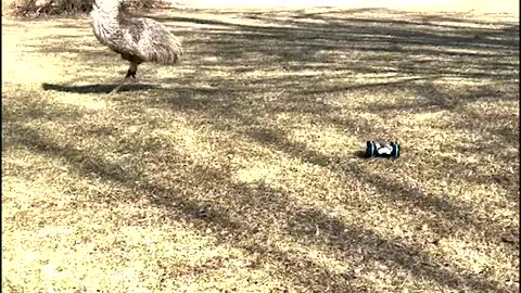 Emu Curious about RC Car