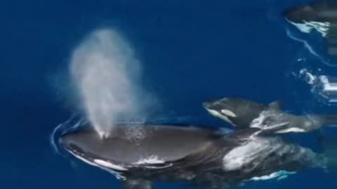 A family of orcas