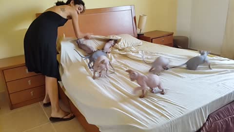 Playful Kittens Help Owner Make The Bed