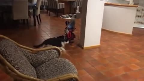 Comedy dogs & cat fight. Funny video