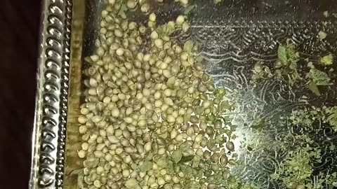 Feminized Seed Run #1 _ Episode #6 _ Collecting Seeds