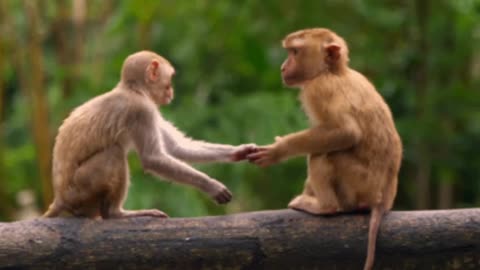 Funniest Monkey - cute and funny monkey videos (Copyright Free) Full HD