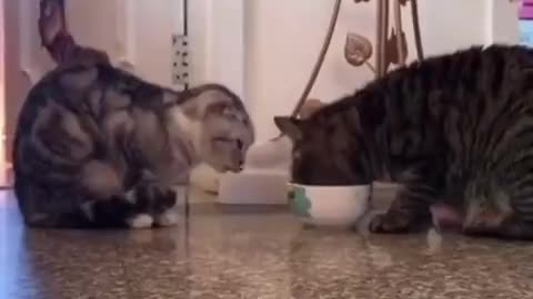 FUNNY CAT VIDEO, SHARING IS CARING. LOVE