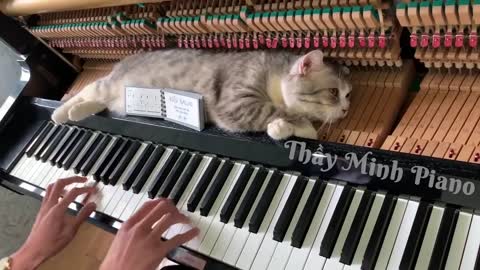 Cat gets massages from paino