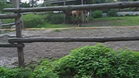 My dog meets ostrich