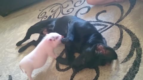 Mini pig delivers full body massage to dog