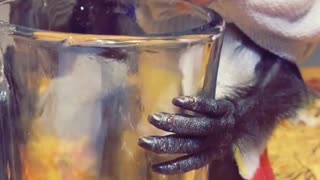 Infant Monkey Licks Leftover Clamato