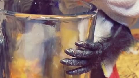 Infant Monkey Licks Leftover Clamato