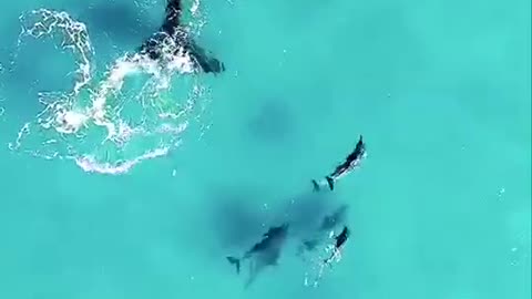 Mother whale swims in the sea with her baby whale.