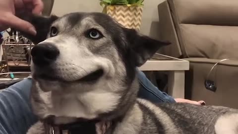 Funny Husky Moans scrathes