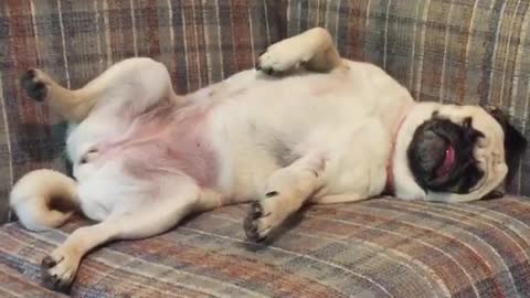 Pug illustrates how we all feel on Mondays