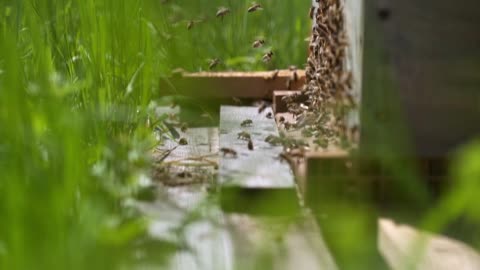 Bee Habitation