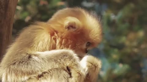 Snub-nosed monkeys like to be in trees