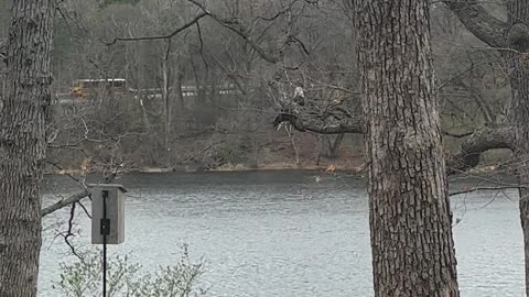 Majestic Bald Eagle Caught Heeding Nature's Call