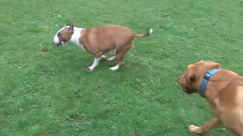 Ruby English Bull Terrier loves Wallace Labrador