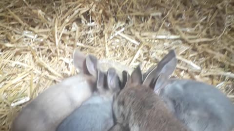 U.K backyard pets/ Rabbits feeding time