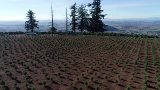 Lifting Christmas Trees with a helicopter in Oregon