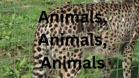 Animals Animals Animals