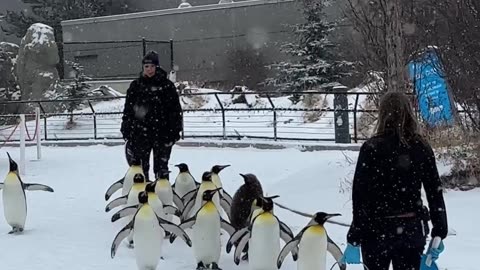 Watching The Penguins Waddle