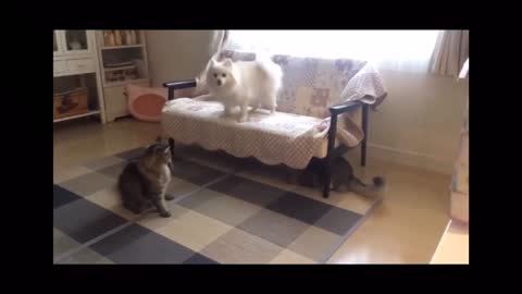 Dog Vs Cats funny