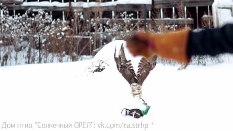 Training of a hawk rough-legged Buzzards