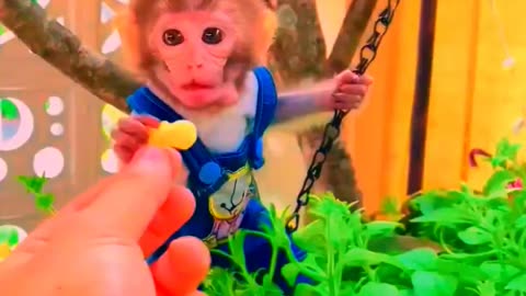 Adorable Monkeys, pets, funny animals, smartest animals, cute monkey, baby monkey, lovely monkey #22