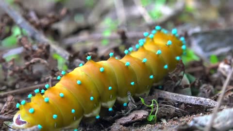 Colorful caterpillar crawling in the ground