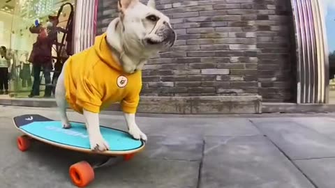 French Bulldog Skateboarding