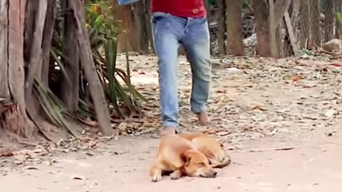 Troll Prank Dog Funny Lion and Fake Tiger Huge BoxPrank to Dog