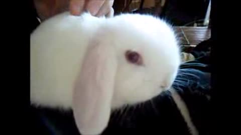 Angel Rabbit Lop Baby Bunny Nai