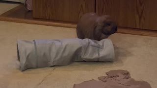 Bunny Plays in Toy Tunnel