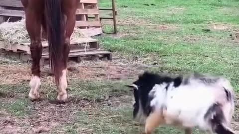 Funny horse and goat hilarious moments