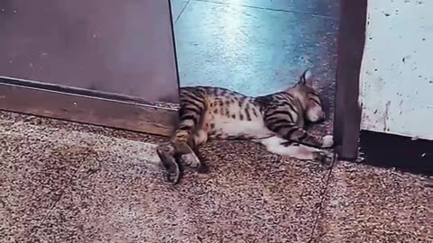 CUTE SLEEPY AND LAZY KITTY NOTHING BOTHERS HIM😂😂😂😂😺😺😺😺