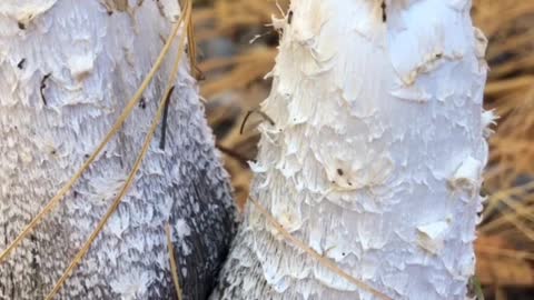 Shaggy Mane