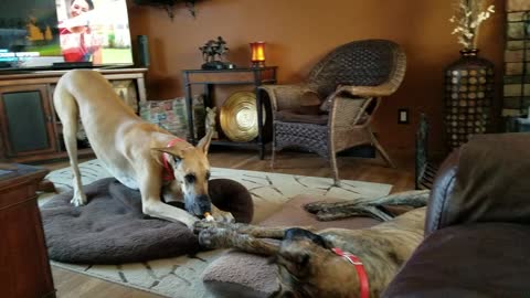 Pushy Great Dane wants the couch