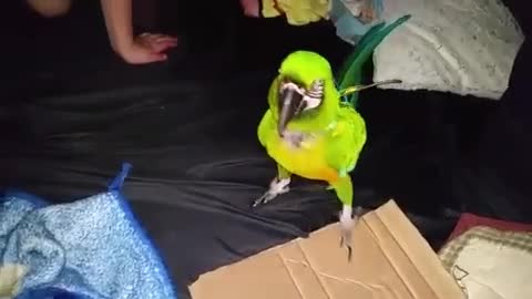 macaw loves to play in tent