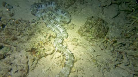Bizarre alien-like animal wanders sea floor by night