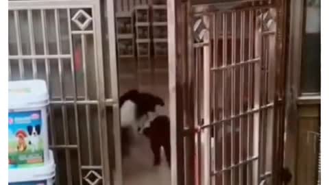Watch Trained Dog Open's The Door !!!