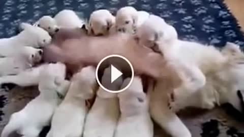Cute Puppies feeding on their mothers milk