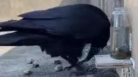 The Real Thirsty Crow