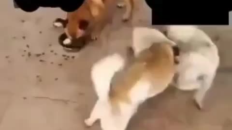 Cute dogs